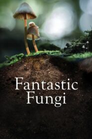 Fantastic Fungi เห็ดมหัศจรรย์ (2019) ดูหนังสารคดีภาพสวยสุดๆ